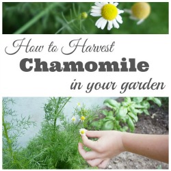 How to Harvest Chamomile