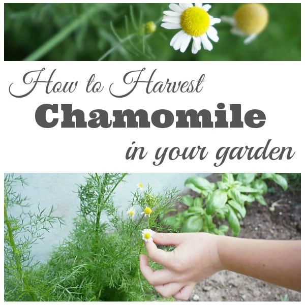How to Harvest Chamomile 