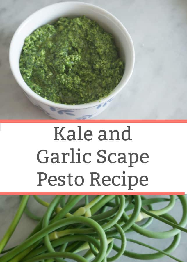 kale and garlic scape pesto recipe