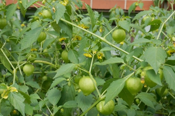 tomatillos plant