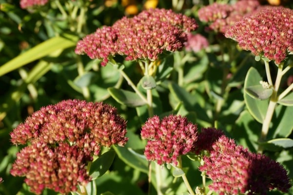 sedum plant in the fall