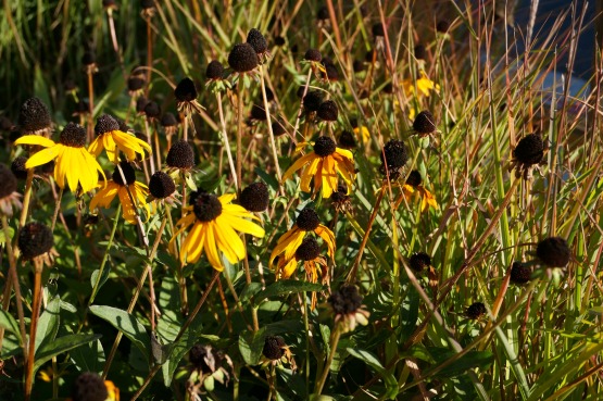 fall garden