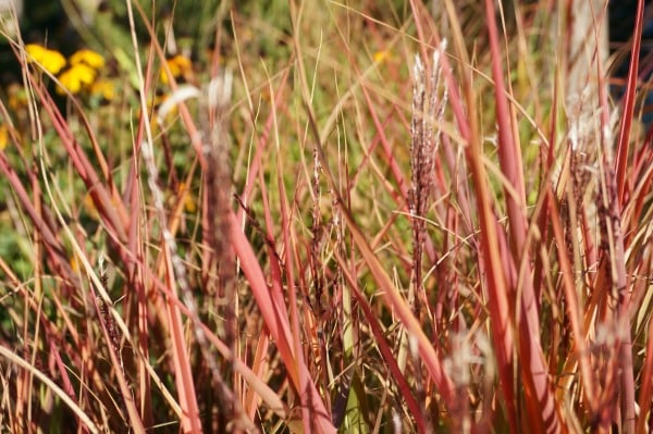 grass plumes 2