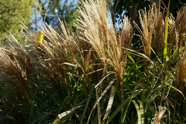 grass plumes