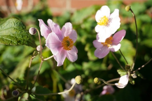 japanese anemone