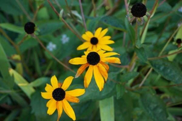 rudbekia
