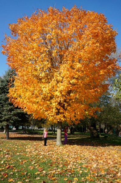 yellow maple tree