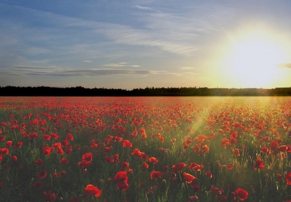 poppy field