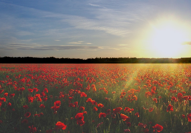 poppy field