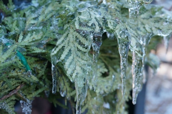 icy cedar
