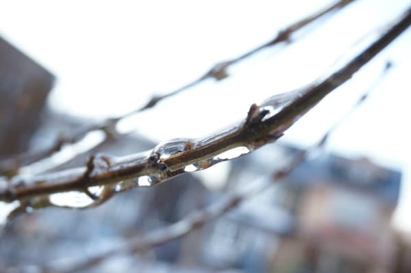 icy forsythia