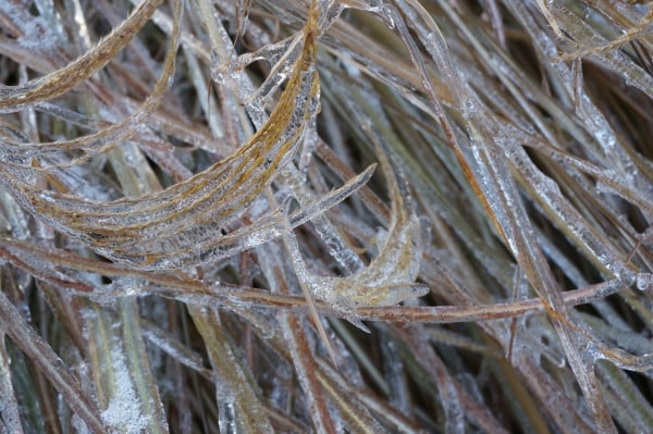 icy grasses