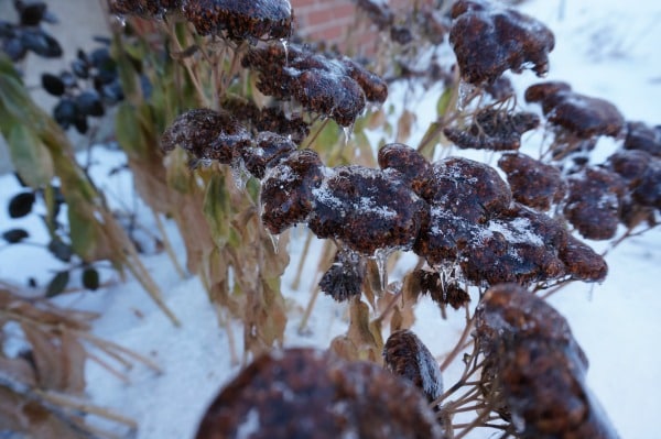 icy sedum