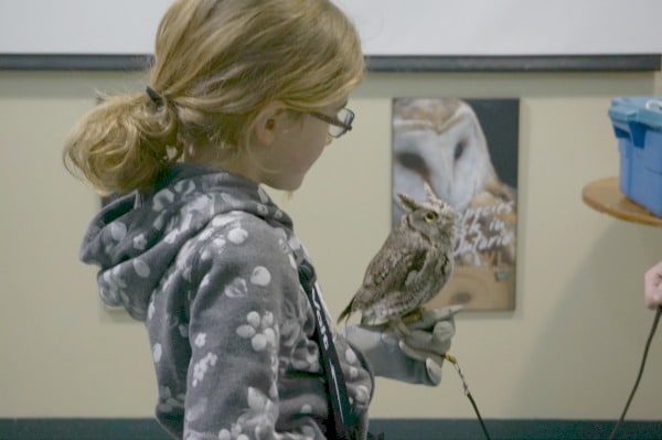 owl learning 2