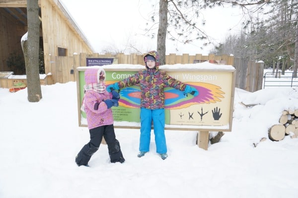 wing span