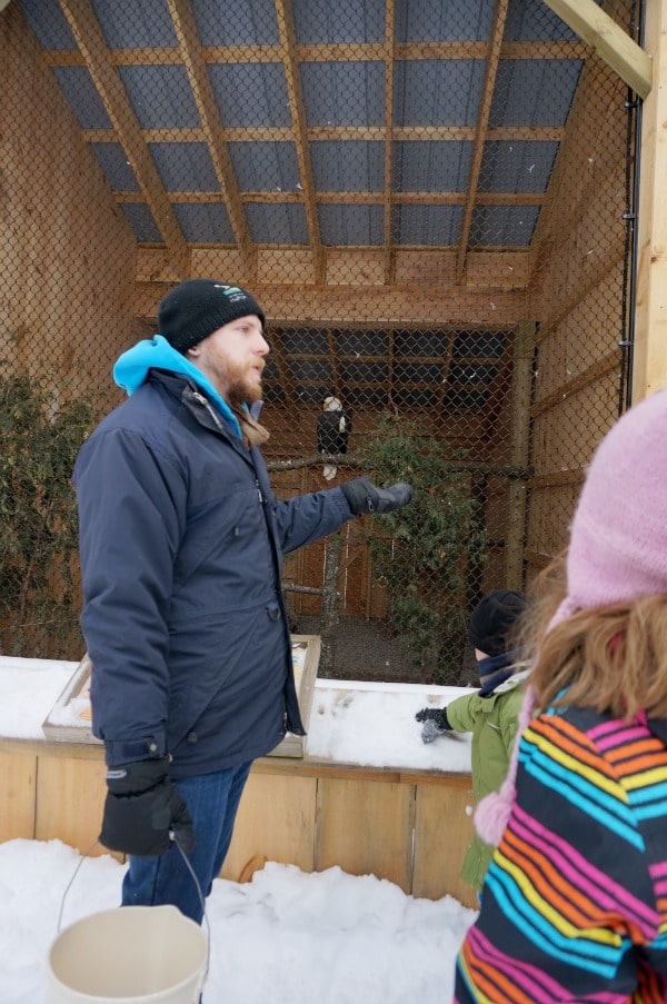 learning about bald eagles
