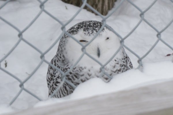 snowy owl