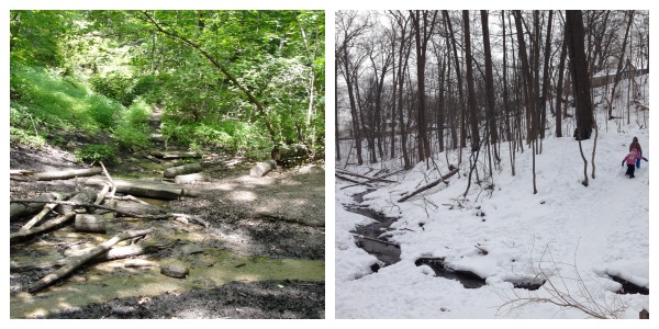 ravine trees