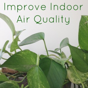 10 plants that improve indoor air quality