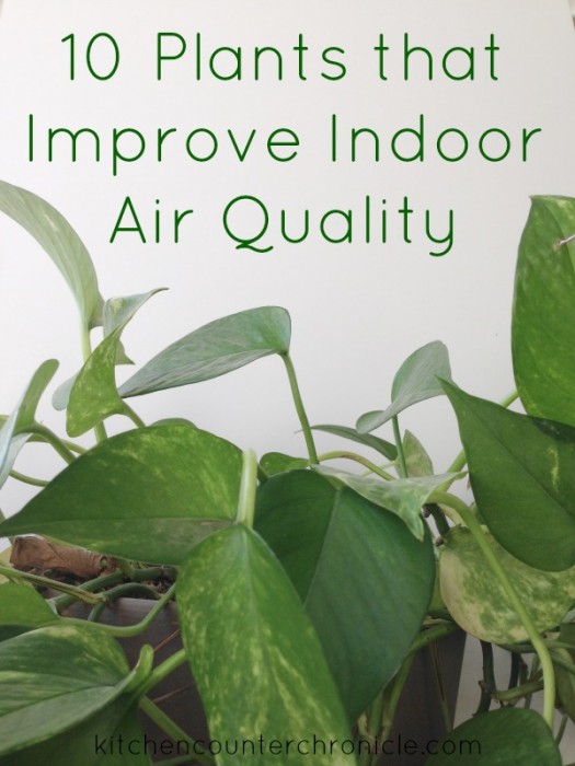 10 Plants that Improve Indoor Air Quality