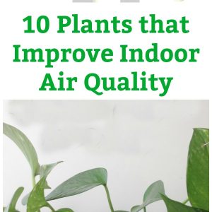 10 plants that improve indoor air quality pin