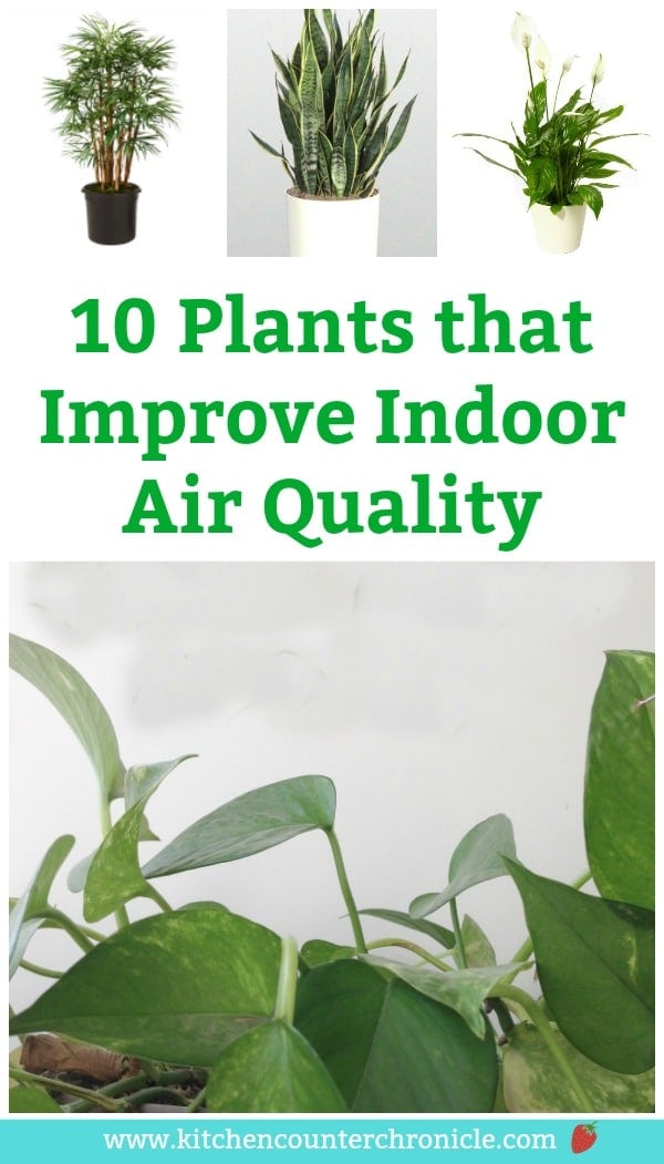 7 Plants that Improve Your Homes Air Quality