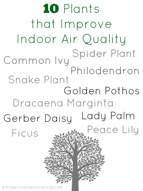 10 plants that improve indoor air quality