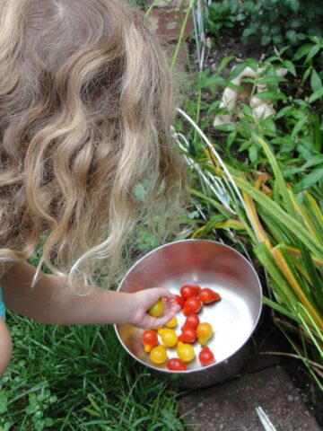 image of kid in the garden picking tomatoes