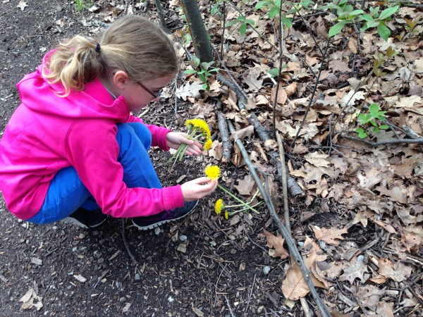 placing dandelions