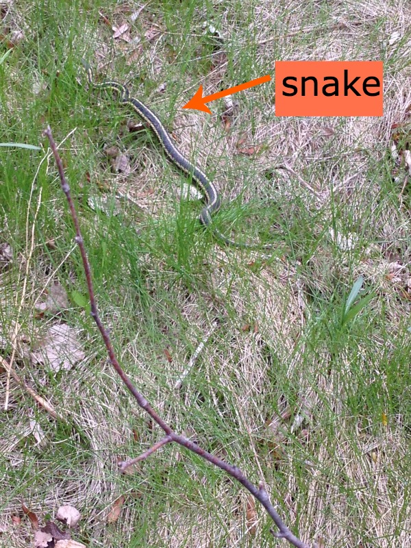 snake in the grass