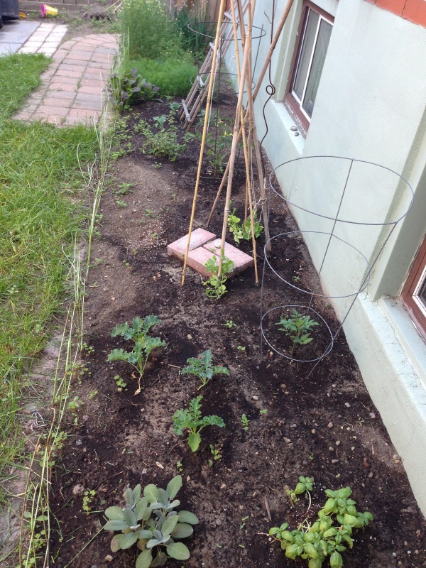 vegetable garden