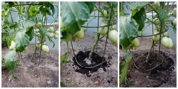 coffee grounds around tomato plant