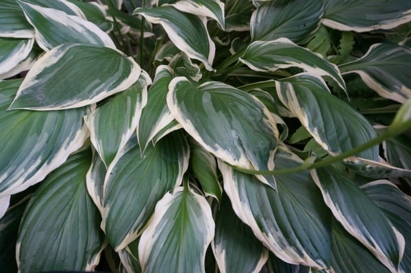 coffee grounds around the hostas