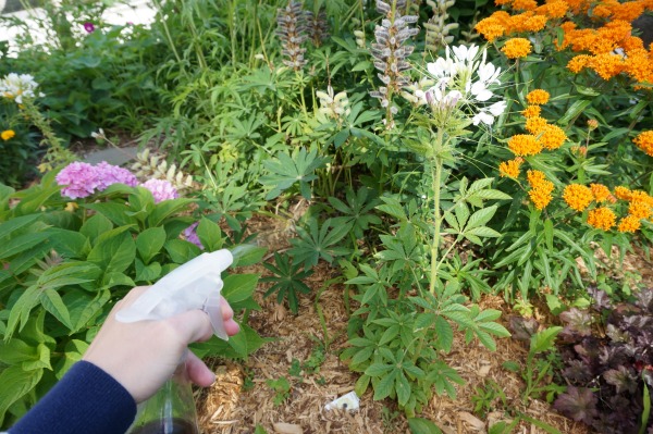 coffee grounds liquid fertilizer