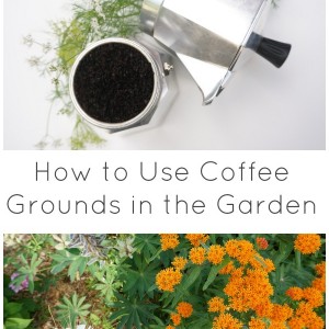 how to use coffee grounds in the garden