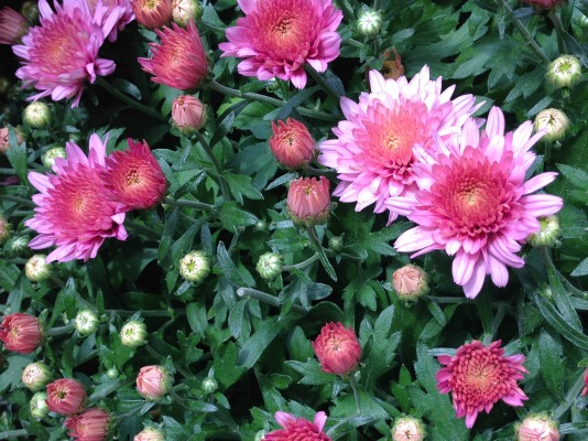 fall mums