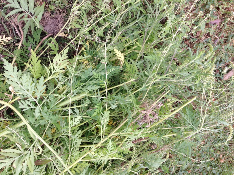ragweed 