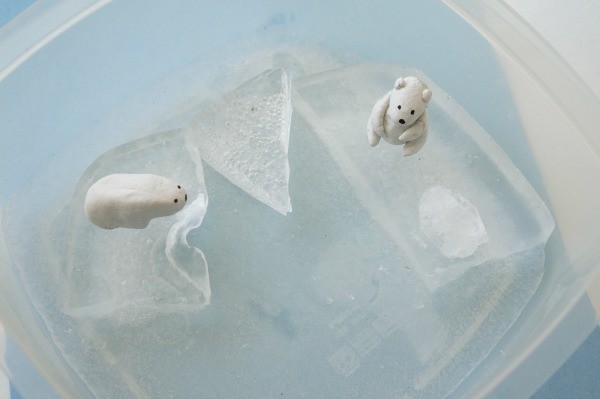 polar bears on sea ice