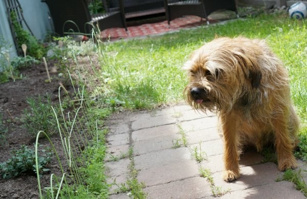 arthur in the garden