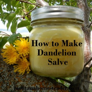 dandelion salve in a mason jar with title How to Make Dandelion Salve