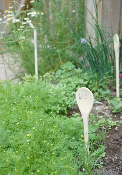 dill in the garden