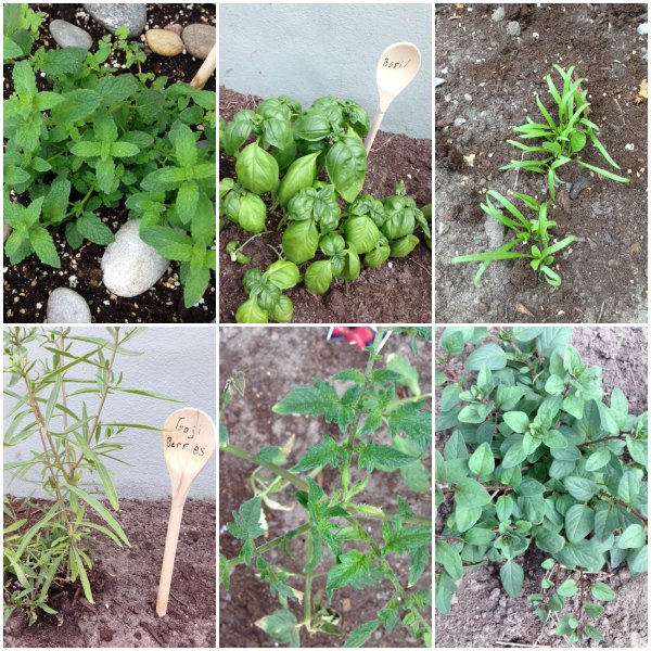 may garden collage