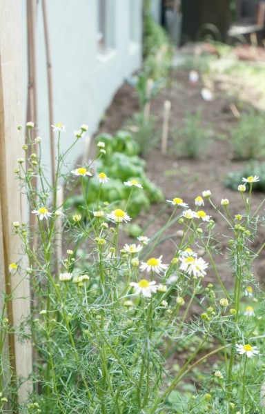 a peek in the garden