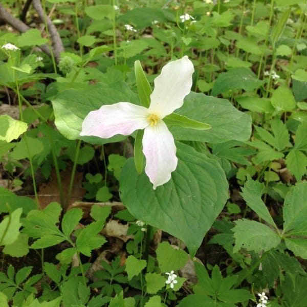 trillium in forest