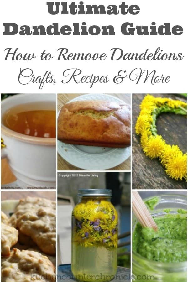 Ultimate Dandelion Guide How to Remove Dandelions, Crafts, Recipes and More
