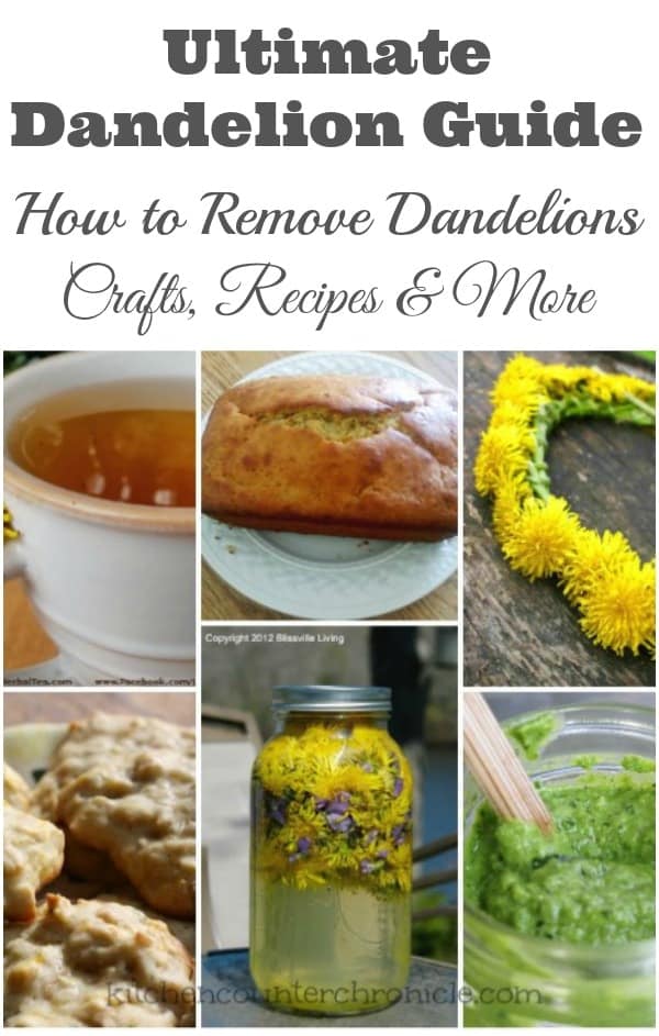 Ultimate Dandelion Guide How to Remove Dandelions, Crafts, Recipes and More