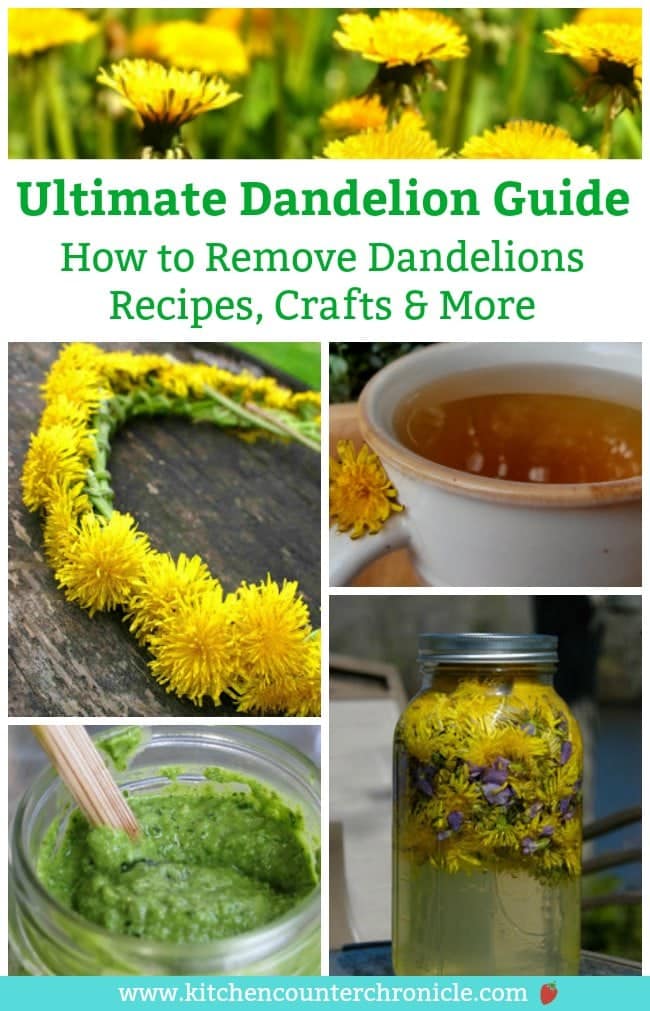 We have put together the Ultimate Dandelion Guide - complete the history of the dandelions, how to remove them from your yard, dandelion recipes, dandelion crafts and tips for how to appreciate dandelions. #garden #dandelion #dandelionrecipe #dandelioncraft #dandeliontea #dandelionpesto #summer #summergardening #weeding #weeds #gettingridofdandelions #diy #gardendiy