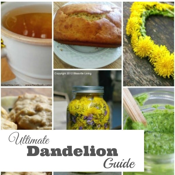 Ultimate Dandelion Guide