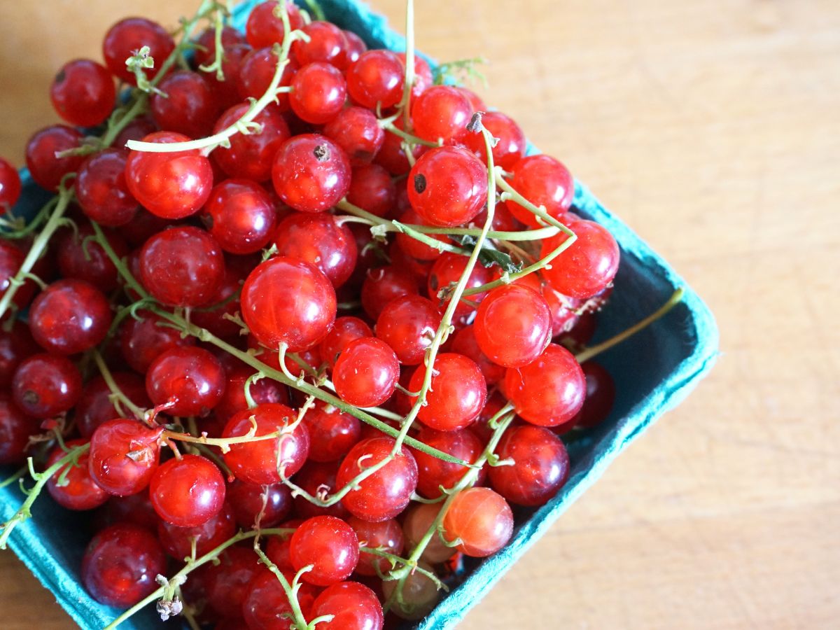 pint box with red currants