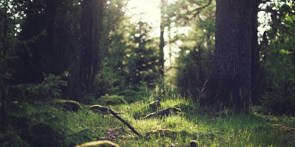 green living blogs